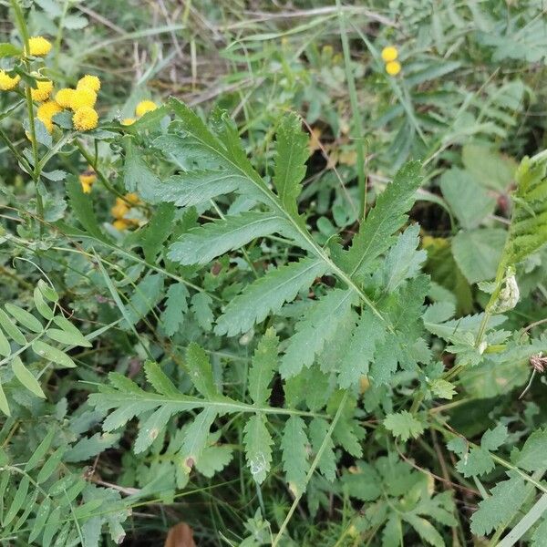 Tanacetum vulgare Листок