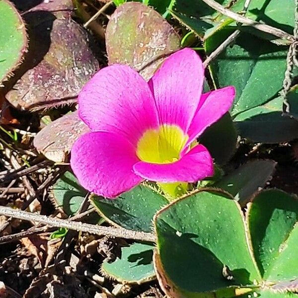 Oxalis purpurea Flor