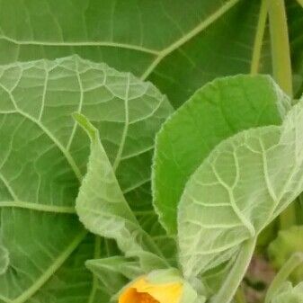 Abutilon theophrasti Blatt