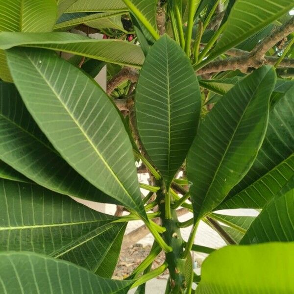 Plumeria rubra برگ