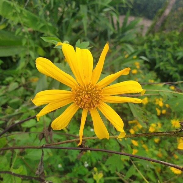 Tithonia diversifolia Кветка