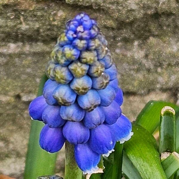 Muscari armeniacum Flower