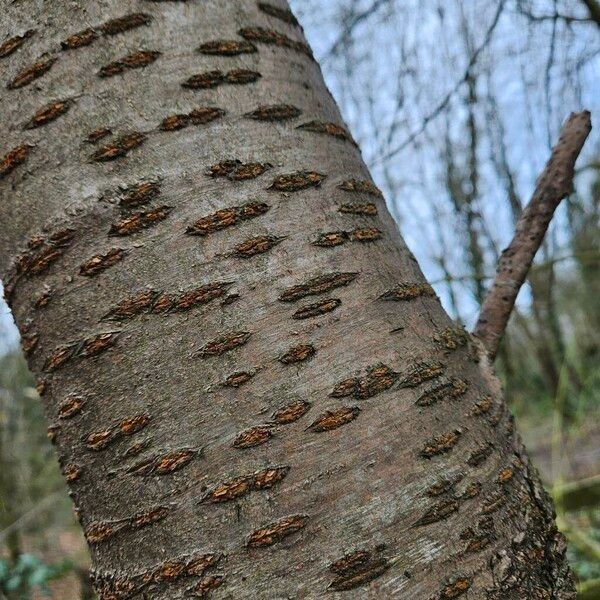 Prunus pensylvanica Bark