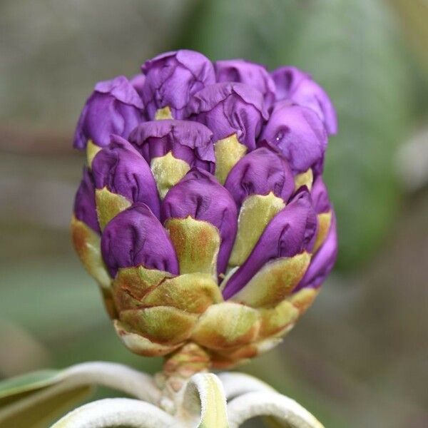 Rhododendron niveum Fleur