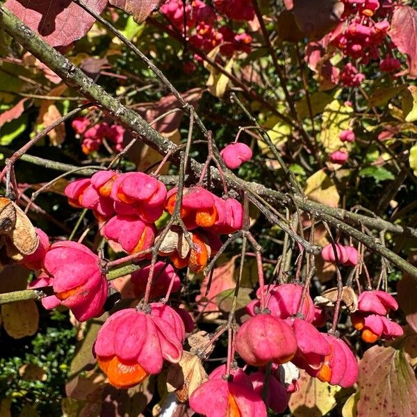 Euonymus europaeus Frucht