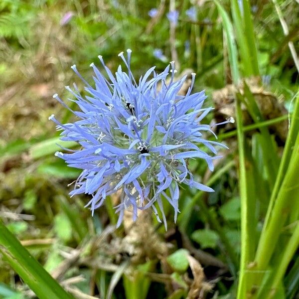 Jasione montana Flor