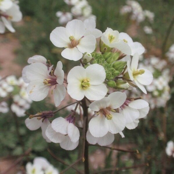 Diplotaxis erucoides Blomma