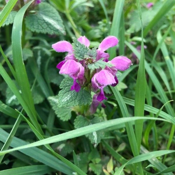 Lamium maculatum Virág