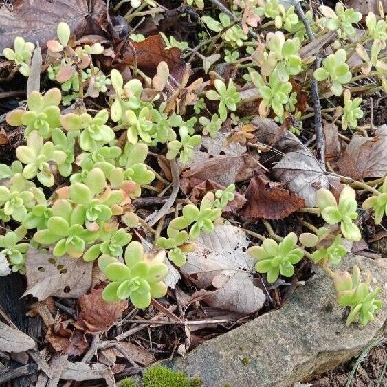 Sedum kimnachii 形態