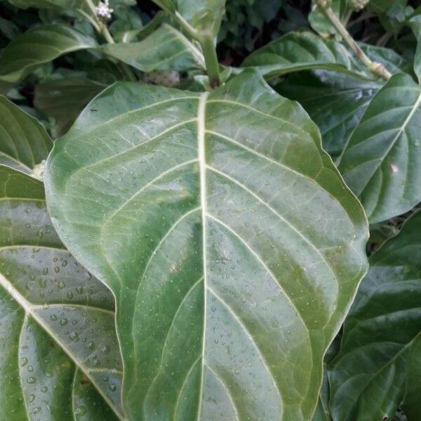 Morinda citrifolia Leaf