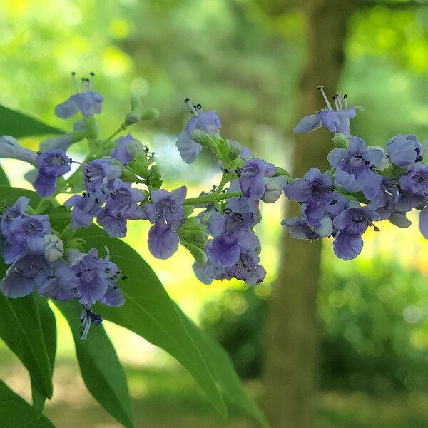 Vitex negundo Blüte