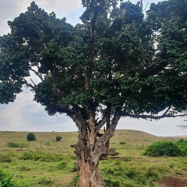 Ficus natalensis Habit