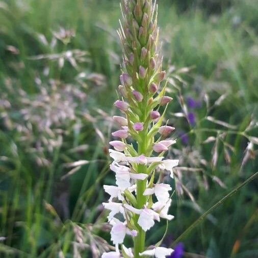 Gymnadenia odoratissima Blomst