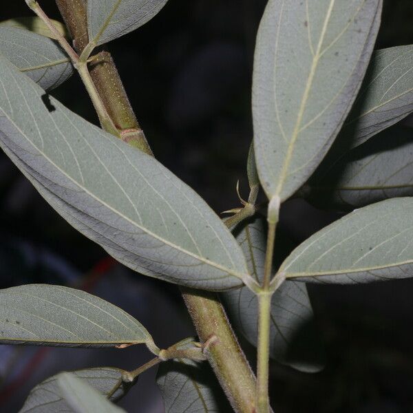 Desmodium cajanifolium Blad