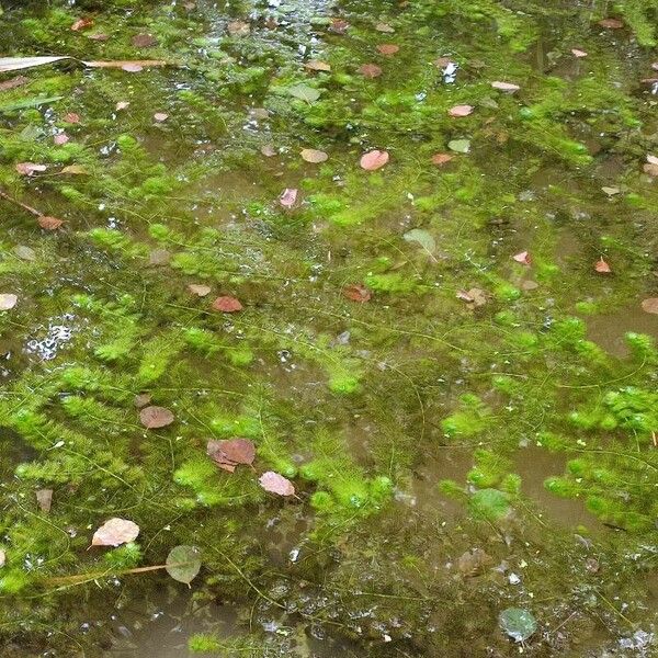 Myriophyllum verticillatum Folio