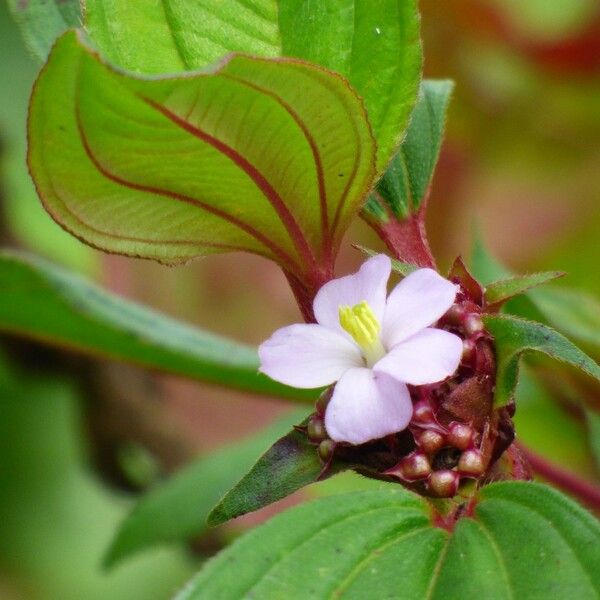Tristemma mauritianum Квітка