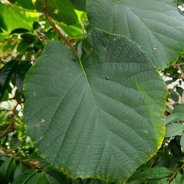 Actinidia chinensis Leaf