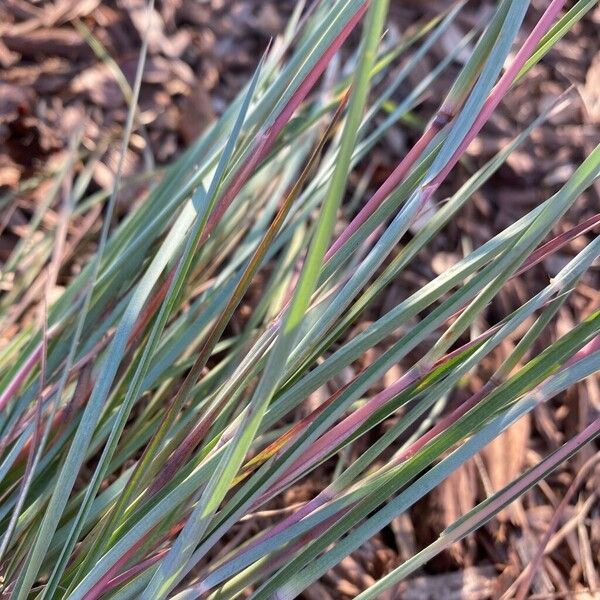 Schizachyrium scoparium Blatt