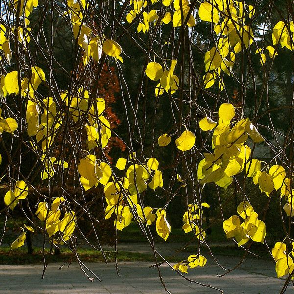 Populus tremuloides Blad