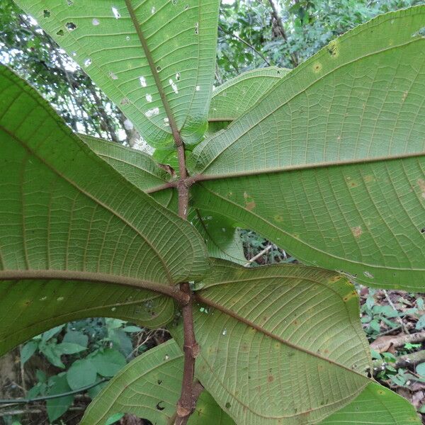 Miconia impetiolaris Leaf