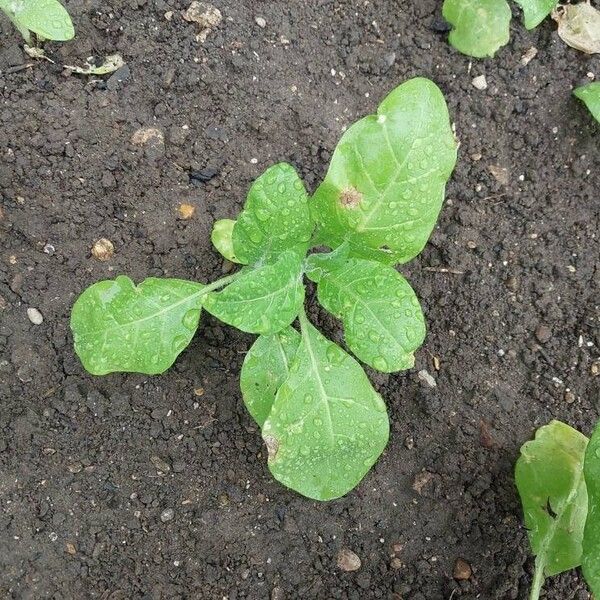 Nicotiana rustica Leaf