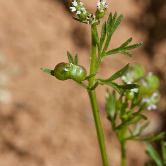 Bifora testiculata Other