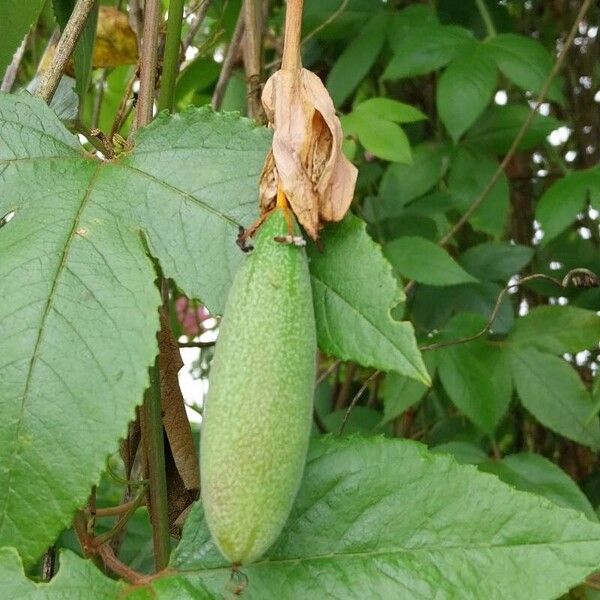 Passiflora tripartita Vrucht