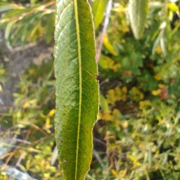 Salix daphnoides Frunză