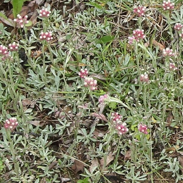 Antennaria dioica Cvet