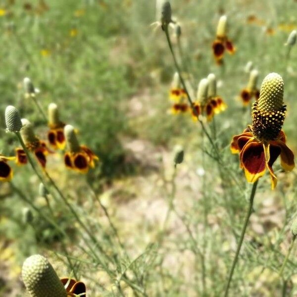 Ratibida columnifera फूल