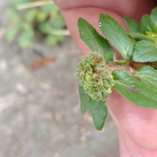 Euphorbia hirta Flower