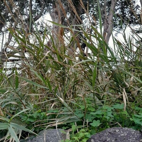 Arundo plinii Blad