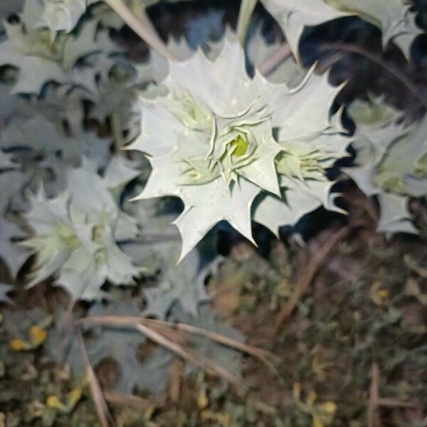 Eryngium maritimum Листок