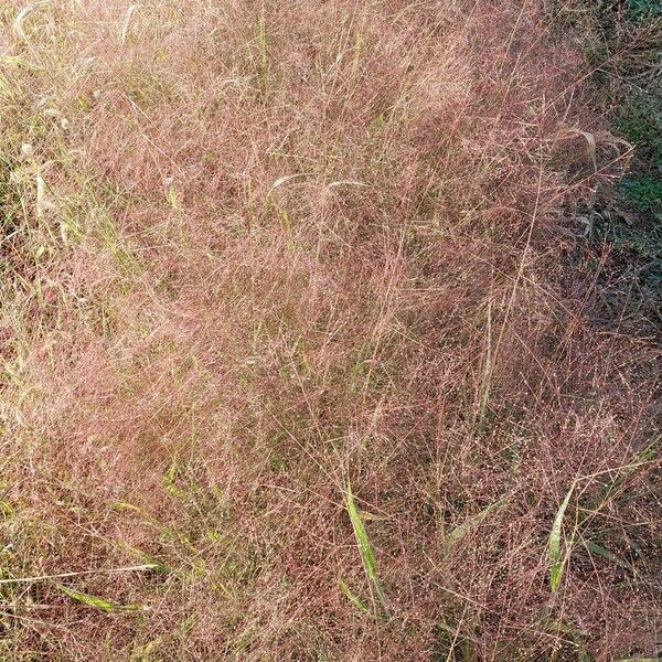 Panicum capillare Blodyn