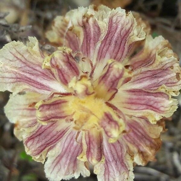 Orobanche artemisiae-campestris Кветка