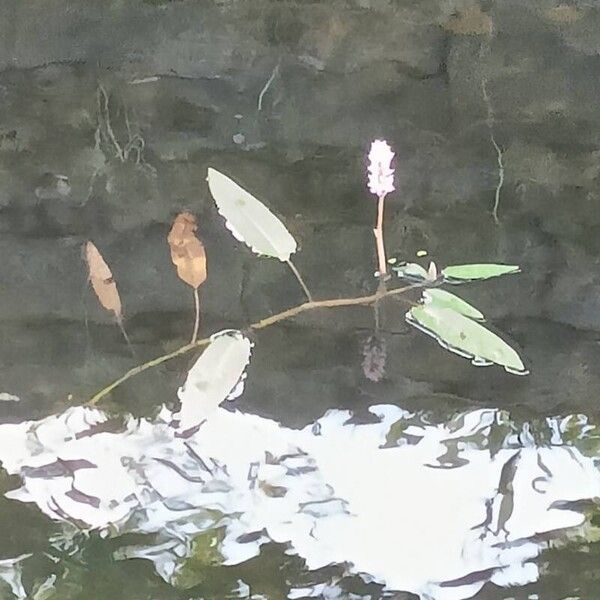 Persicaria amphibia Habit