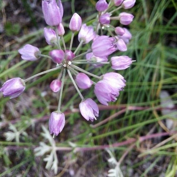 Allium cernuum Flower