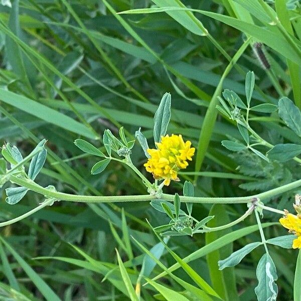 Medicago falcata Plante entière