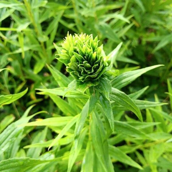 Solidago canadensis पत्ता