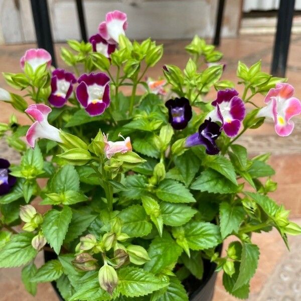 Torenia fournieri Vekstform