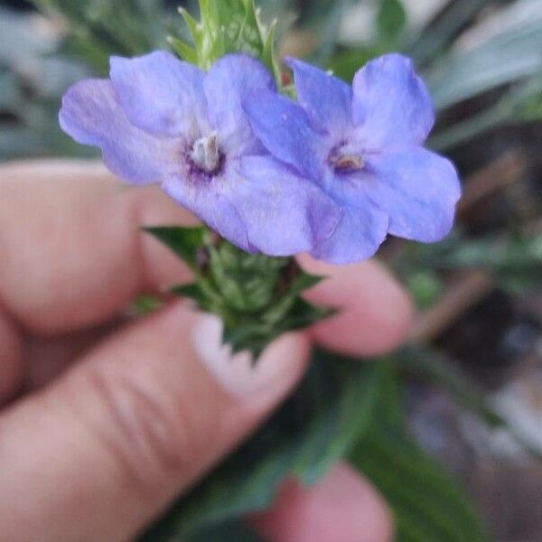 Eranthemum pulchellum Цвят