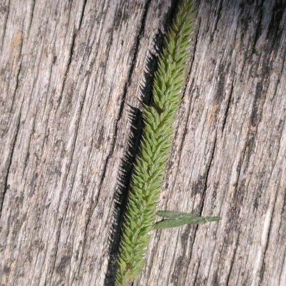 Phleum phleoides Žiedas