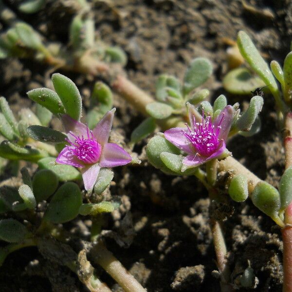 Sesuvium revolutifolium Blüte