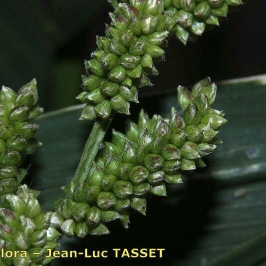 Echinochloa frumentacea Flower
