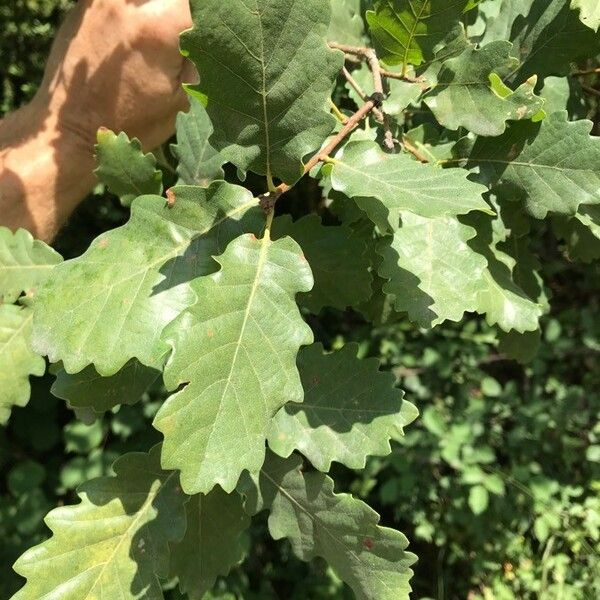 Quercus pubescens পাতা