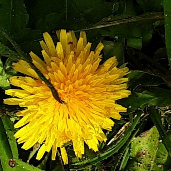 Taraxacum mattmarkense Blomst