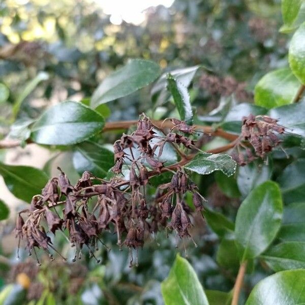 Escallonia rubra Çiçek