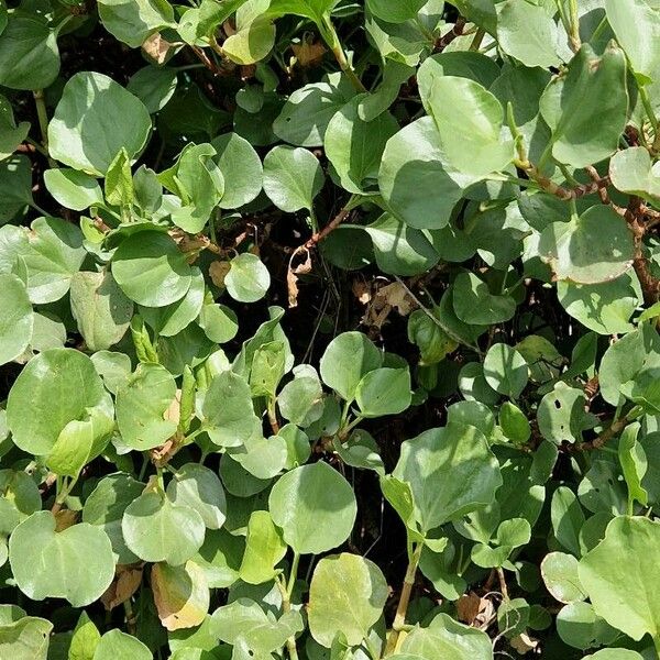 Rumex lunaria Ліст