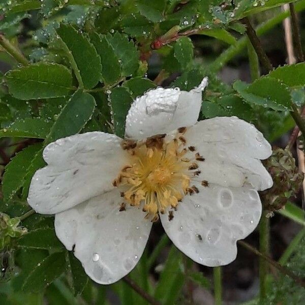 Rosa spinosissima ᱵᱟᱦᱟ