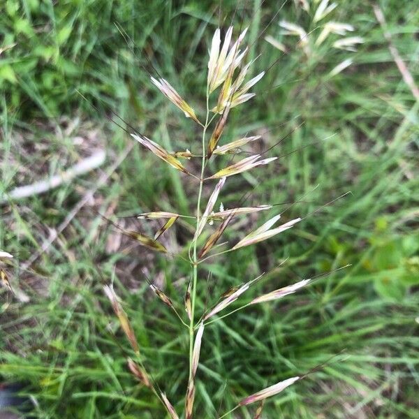 Avenula pubescens Blomma